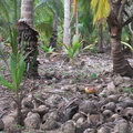 Kokosnussparadies