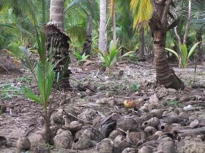 Kokosnussparadies